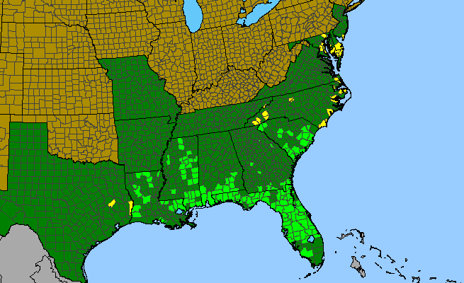 The range of Bidens mitis